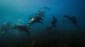   Play.Australian fur seals play near Martin Island Port Kembla. Play. Kembla  